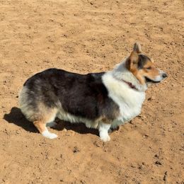 Rebel - Pembroke Welsh Corgi