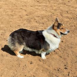 Rebel - Pembroke Welsh Corgi