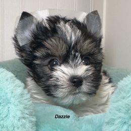 Dazzle - Parti male Yorkshire Terrier puppy in Danielsville, Georgia from Donnas DiamondZ