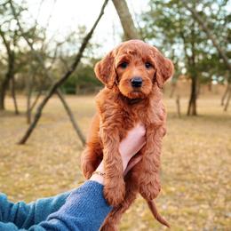 Goldendoodle Puppies from Bows & Ties Doodles