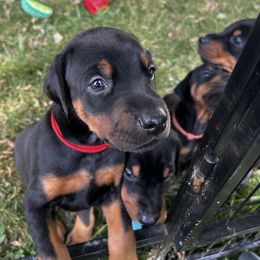 Red - Black and rust female Doberman Pinscher puppy in Lynn, Michigan from Creekside Dobermans