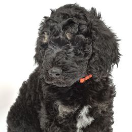 Poodle Puppies from DoodleHaven