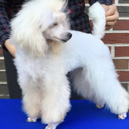 Maui - Poodle
