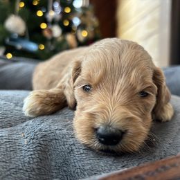 Girl 2 - Apricot female Goldendoodle puppy in Mattawan, Michigan from Doodifuldoods