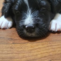 Australian Shepherd Puppies from Summit Australian Shepherds
