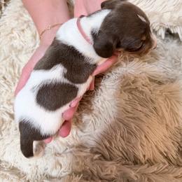 Strawberry Shortcake pink collar - Piebald female Dachshund puppy in Bremen, Georgia from Jones Royal Kennels / Jones Miniature Dachshunds