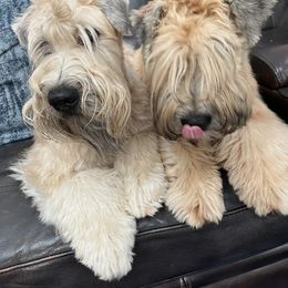 Soft Coated Wheaten Terrier All Grown Up from Wicklow Wheatens