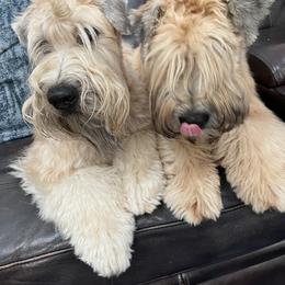 Soft Coated Wheaten Terrier All Grown Up from Wicklow Wheatens