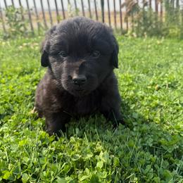 Light blue - Black female Newfoundland puppy in Great Falls, Montana from True North Newfoundlands