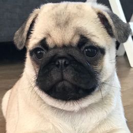 Pugs from Purelypugs