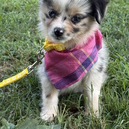 Blue Merle female (Ritzi) - Blue merle female Toy Australian Shepherd puppy in Puryear, Tennessee from A&W Toy Aussies