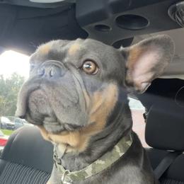 Chewy - French Bulldog