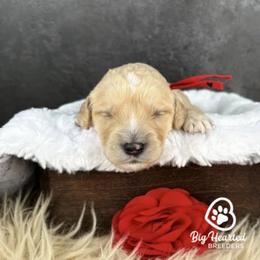 Jessie - Cream female Companion Cross puppy in Utah County, Utah from Big Hearted Breeders