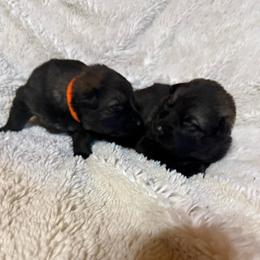 Orange - Sable female German Shepherd puppy in Andalusia, Alabama from Keisha's German Shepherds