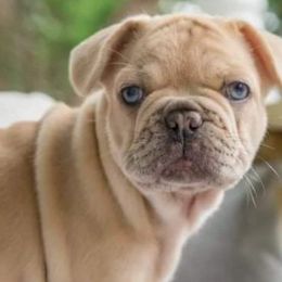 French Bulldogs from Team Relentless