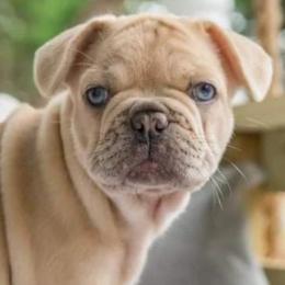 French Bulldogs from Team Relentless