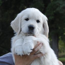 Golden Retriever Puppies from Dewey Creek Goldens