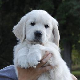 Golden Retriever Puppies from Dewey Creek Goldens