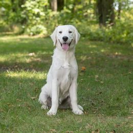 Mr Red - Light golden Golden Retriever puppy in Sheridan, Indiana from Majestic Manor Goldens
