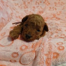 Claudette - Red  female Poodle puppy in Blanch, North Carolina from Faithful Hearts Kennel