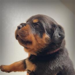 Rottweiler Puppies from CJ Guerrero