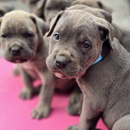 Cane Corso Puppies from Willow Creek Cane Corsos