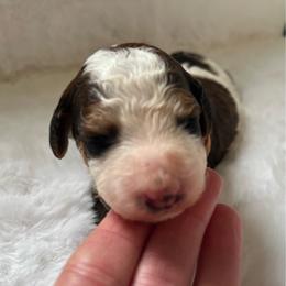 Maple - Parti female Poodle puppy in Nixa, Missouri from Foxtrot Farm Poodles