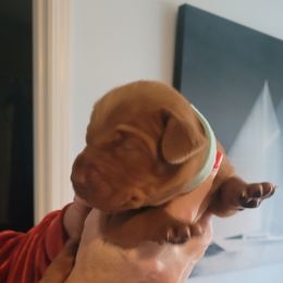 Light Blue Boy #1 - Golden rust Vizsla puppy in Destin, Florida from Vizslas of Northwest Florida