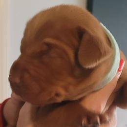 Light Blue Boy #1 - Golden rust Vizsla puppy in Destin, Florida from Vizslas of Northwest Florida
