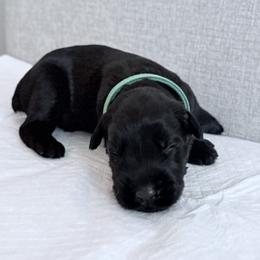 Mr Green - Black male Giant Schnauzer puppy in Wildomar, California from My Angel Schnauzers