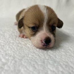 Cooper - Red male Pembroke Welsh Corgi puppy in Ocala, Florida from Osborne Corgis