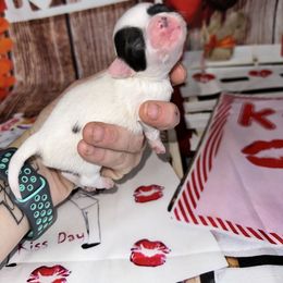 Gravy - Black and white male Chihuahua puppy in Palmyra, Indiana from Country Star Chihuahuas