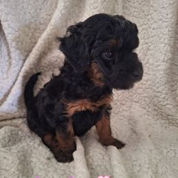 Betsy Ross (pink collar) - Phantom female Goldendoodle puppy in Stevensville, Montana from 3 Willows Doodles
