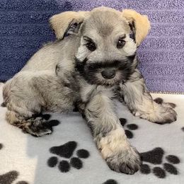 Blue - Blue Collar - Black and silver female Miniature Schnauzer puppy in Robstown, Texas from Alves Miniature Schnauzers