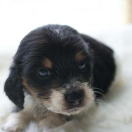Peter - Piebald male Dachshund puppy in Morrow, Ohio from Courtney’s Colorful Doxies