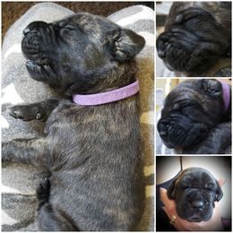 Great Dane Puppies from Grays Danes