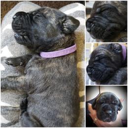 Great Dane Puppies from Grays Danes
