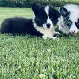 American Corgi, Dachshund, and Pembroke Welsh Corgi Puppies from Seven B Corgis & Doxies