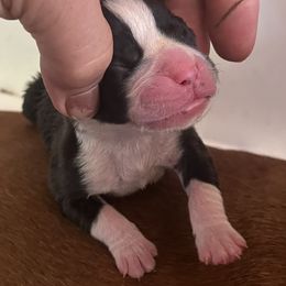 Girl 2 - Brindle female Boxer puppy in Plainwell, Michigan from Hope's Beautiful Boxers