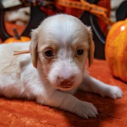 Pink Collar - Cream female Dachshund puppy in Washington from Devoted Doxies, Lorraine’s Yorkies