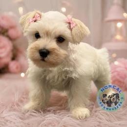 Daisy - Parti female Miniature Schnauzer puppy in Magalia, California from NorCal Schnauzers
