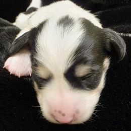 Baby Girl 4 - Dot - Piebald female Dachshund puppy in Salem, Oregon from Long'd Fore Dachshunds