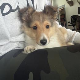 Cowboy - Sable and white male Shetland Sheepdog puppy in Canton, Texas from 2kg Shelties