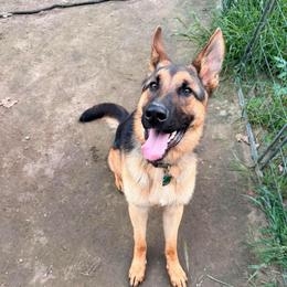 Tyr - Black and tan male German Shepherd puppy in Hollis Center, Maine from Noble German Shepherds of Maine