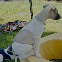 Whippets from Chappelle Whippets