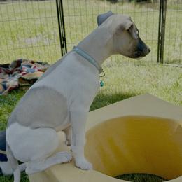 Whippets from Chappelle Whippets