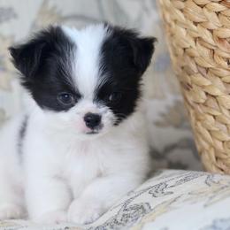 Oreo 3250 - Black and white male Chihuahua puppy in Beaumont, Texas from Down south pups