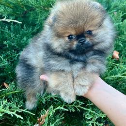 Boy 2 - Orange sable male Pomeranian puppy in Hot Springs, Arkansas from Pomeranian Empire