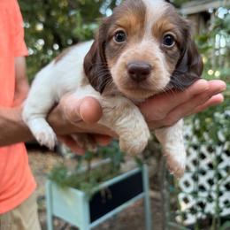 Willie - Piebald male Dachshund puppy in Stilwell, Oklahoma from Rustic Tails