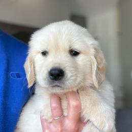 Lime Collar - Golden male Golden Retriever puppy in Milledgeville, Georgia from Jackson Farm Kennels